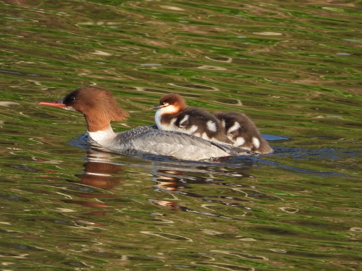 jkswildlife's tweet photo. Goosander chicks #bridgeofdon #aberdeen @BBCSpringwatch @WildlifeMag @ScotWildlife https://t.co/sToxWQgaFm