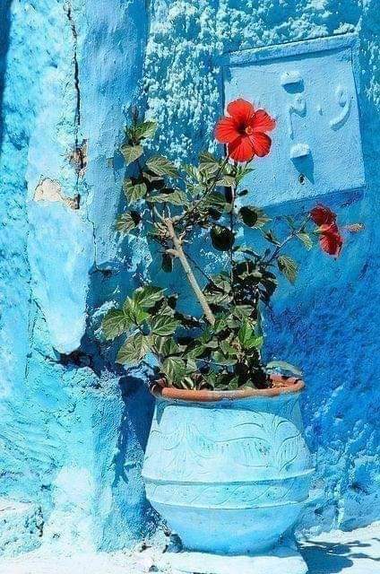 ruben_corella's tweet photo. #blues #bluemood #bluesaturday #bleu #blau #azurro #greatmoments #redflower #plantas #home #sweethome https://t.co/fFFL37YDPW
