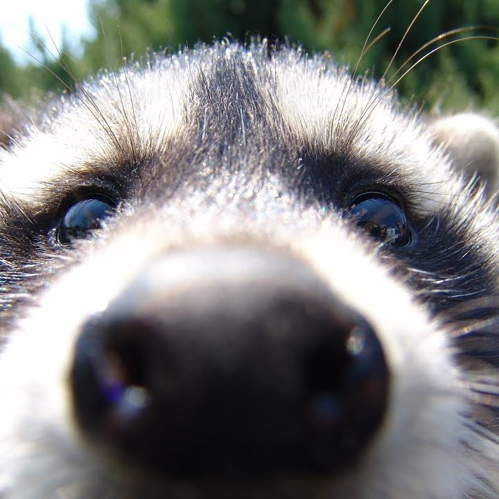 Raccoons Hourly (@raccoonhourly) on Twitter photo 2023-05-27 13:30:03