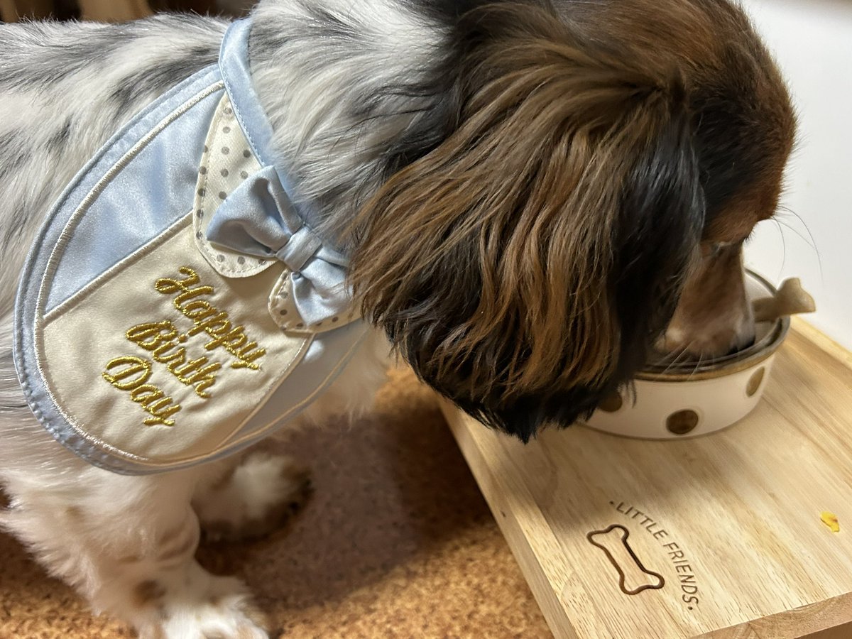 ganmo0527's tweet photo. 2023年5月27日
がんもくん1歳になりました🐶
ウマウマケーキは完食！
 #ミニチュアダックスフンド
 #誕生日 #モドフェス https://t.co/2SKguchUeo