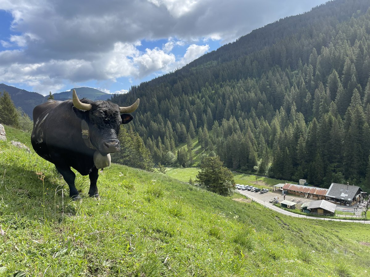 Swiss_Cathy's tweet photo. Aujourd’hui, j’aurais dû être à l’alpage de Vieux-They à #Morgins pour l’inalpe de ma #Bagatelle . La vie en a décidé autrement, mais reste les beaux #souvenirs de l’an dernier. 🐮👑⛰️❤️🩹🥰
#inalpe #emmontagnée #vache #hérens #ceciestunehérens #Valais https://t.co/ZEHfj1Uf0a