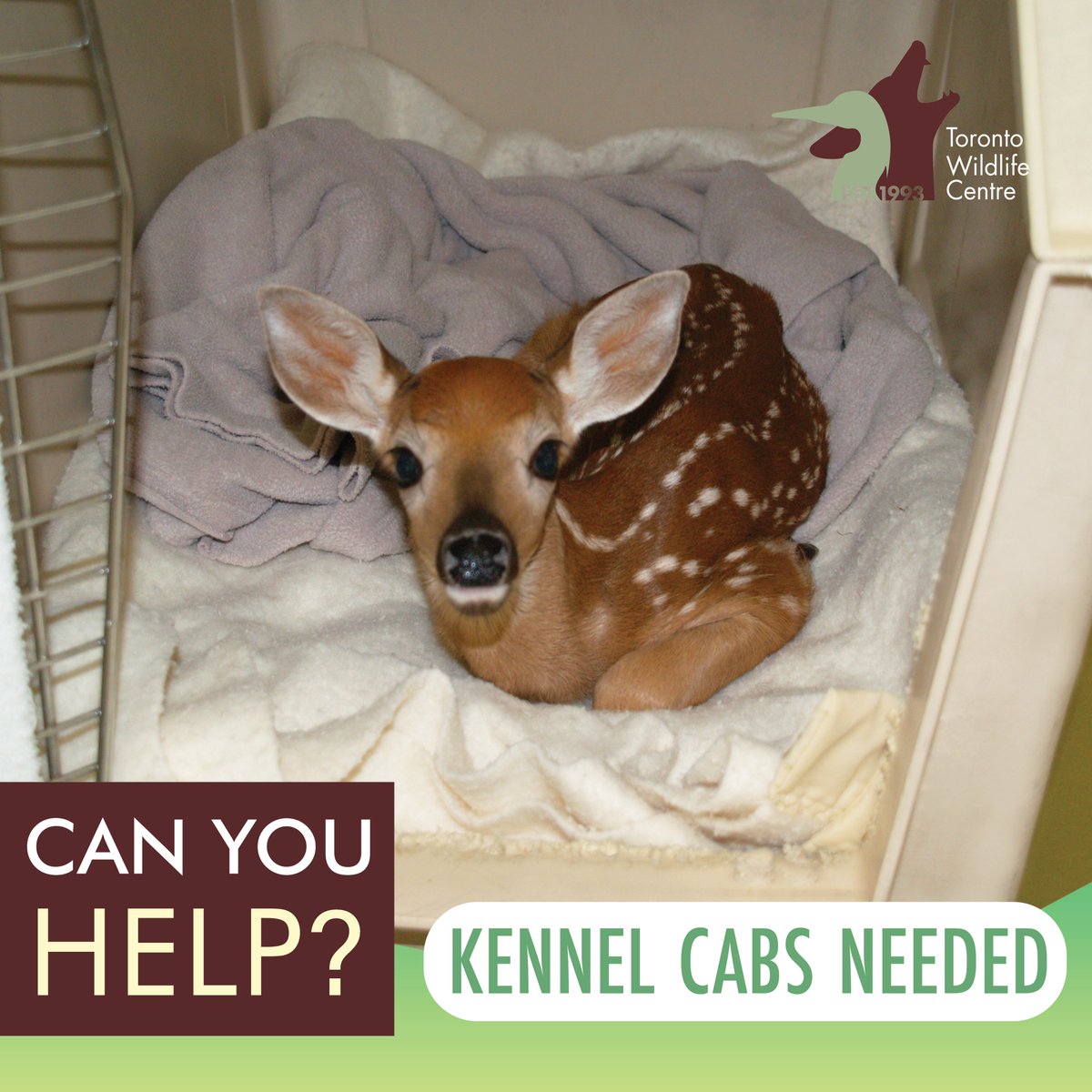 Toronto Wildlife Centre (@twc_wildlife) on Twitter photo TWC now has the resources to admit fawns, but we’re in need of 5 large kennel cabs (36”L 26”W 26”H) to house them during a short quarantine period. To give, please contact the Donations Team @ (416) 631-0662 x 3207 or donations@torontowildlifecentre.com. tinyurl.com/yrv4z9cf TWC now has the resources to admit fawns, but we’re in need of 5 large kennel cabs (36”L 26”W 26”H) to house them during a short quarantine period. To give, please contact the Donations Team @ (416) 631-0662 x 3207 or donations@torontowildlifecentre.com. tinyurl.com/yrv4z9cf
