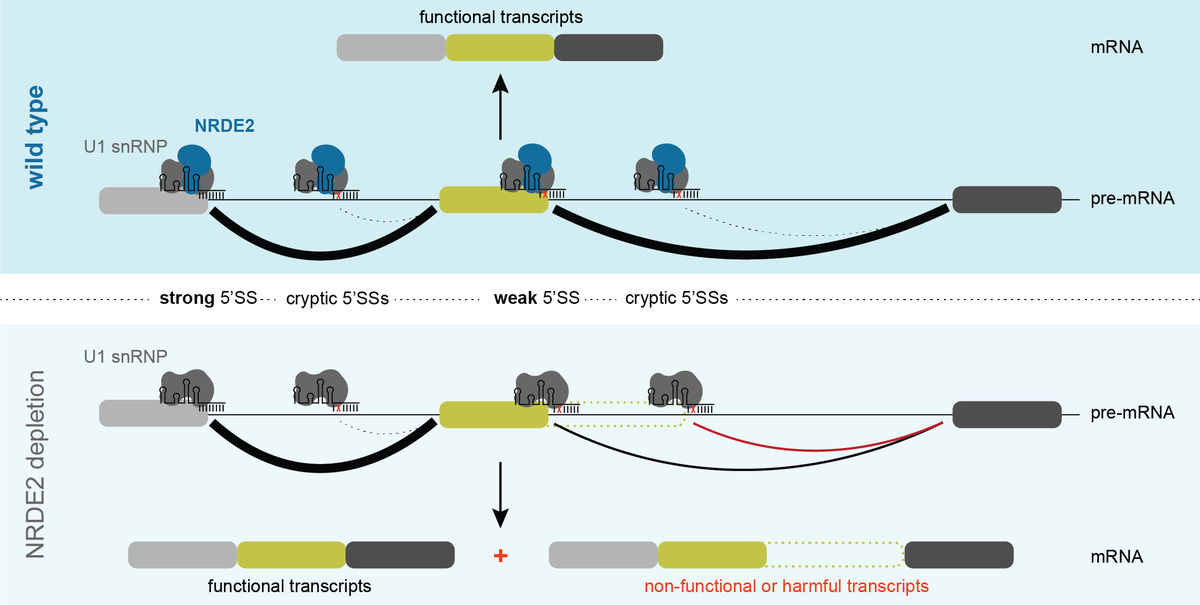 In mouse embryonic stem cells, the protein NRDE2 is required for accurate pre-mRNA #splicing at specific splice sites with 'weak' consensus motifs bit.ly/3AUBbxm