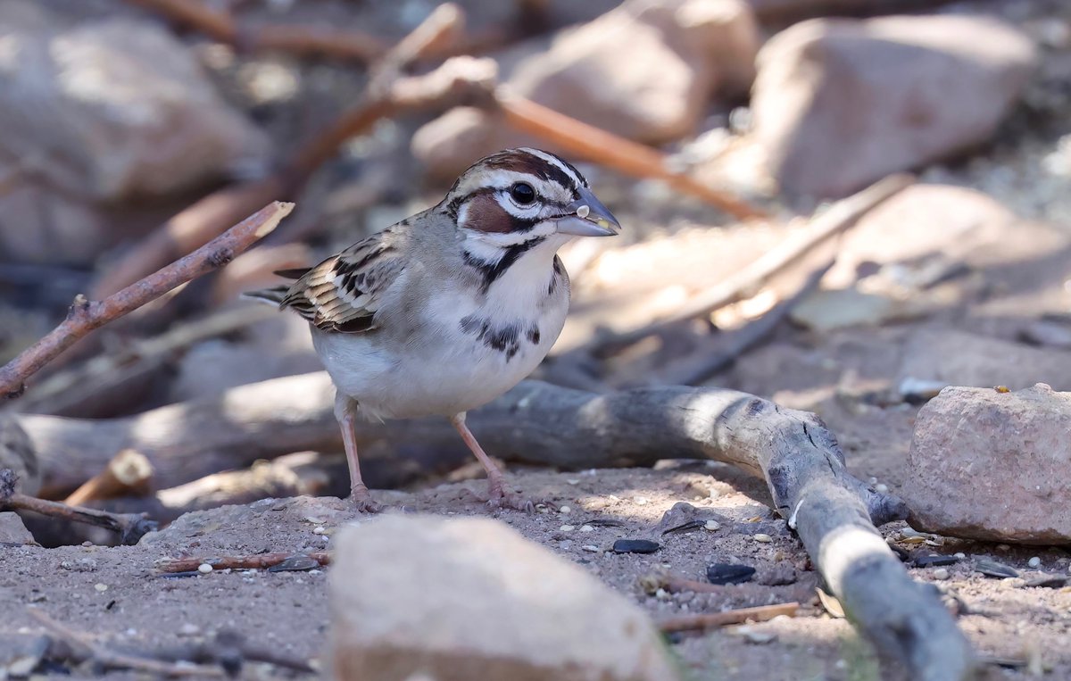 Lark Sparrow - Hereford, AZ

#Canon #Canonphotography #birdphotography #ThePhotoHour #birdwatching #NaturePhotography #birdtwitter #TwitterNatureCommunity #BirdsSeenIn2023