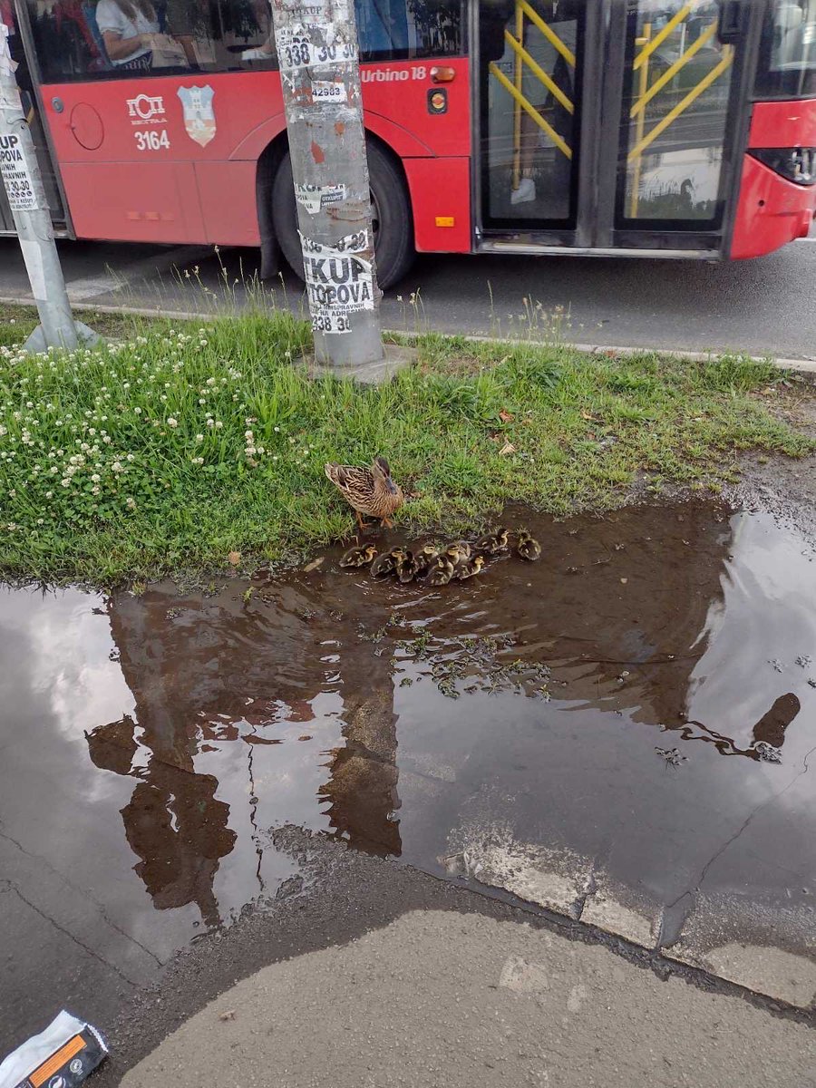 svijet_renomea's tweet photo. prijatelji pogledajte ih, bukv tu kod ušća https://t.co/vqHV5uZJ9T