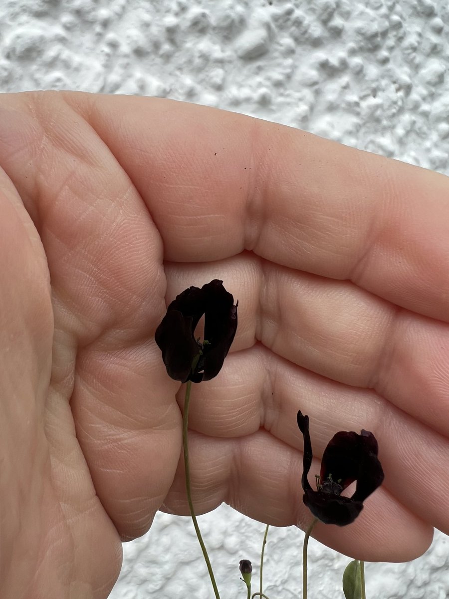 The tiny, jet-black #flowers of #Papaver macrostomum ‘Black Magic’, grown from seed this year.  Superb, diminutive, variety - much like my dearly missed dog Poppy. 

#black #blackflowers #poppy #poppies #iplantsdog1 #peatfree #follow #plants #gardening #plantingdesign #plants