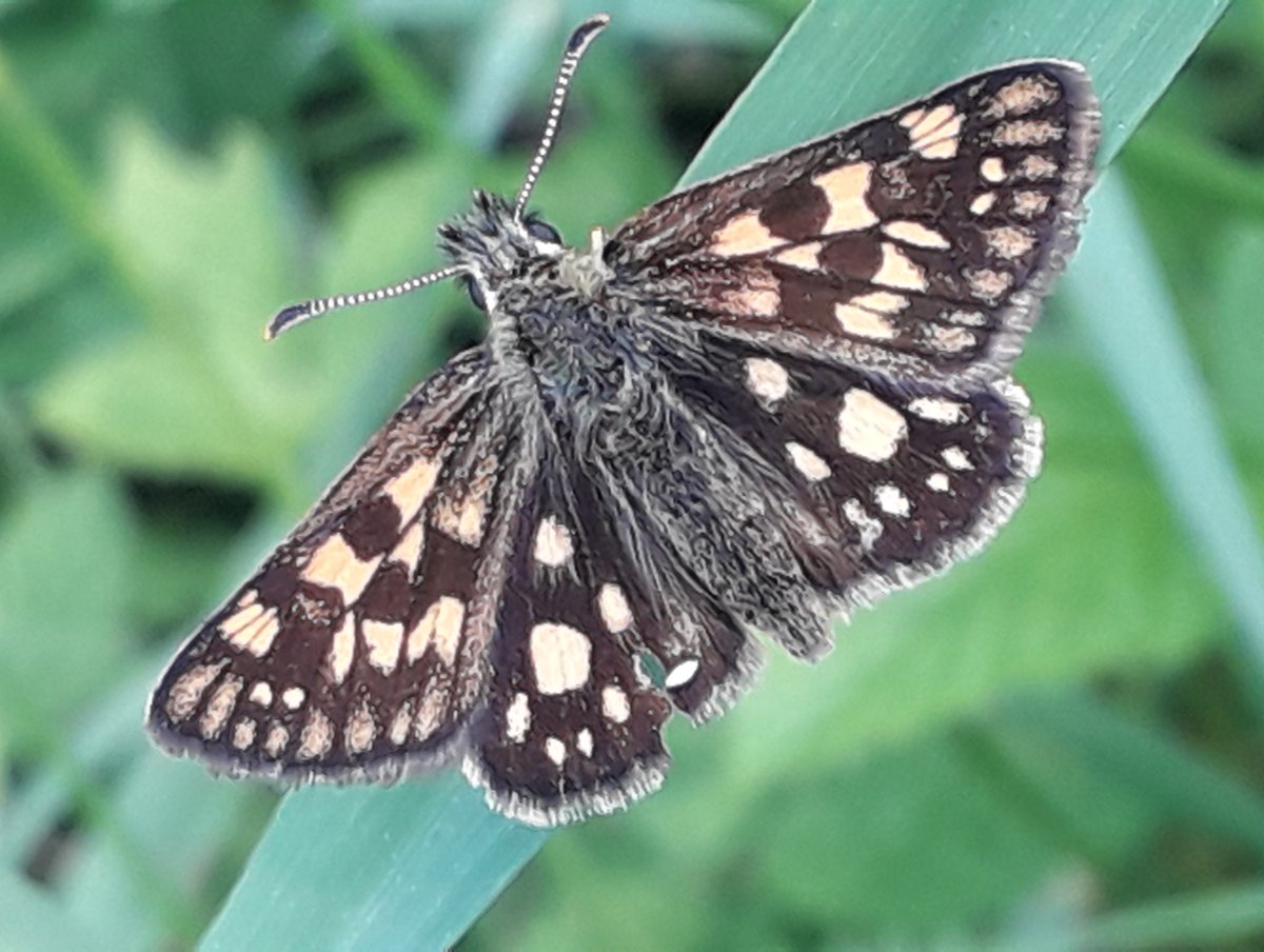 Biancatjuh's tweet image. Nu zet ik vaker vlinderfoto's hier.
Net was ik in onze wilde kruidentuin met bosmaaier een pad aan het maaien.
Uren zoek je in natuurgebied naar Bont Dikkopje!
Komt die gewoon naar ons toe! #ongelooflijk
#insecten @insectenopdebo1 @vlinderNL @ElineVedder @gemeenteleudal