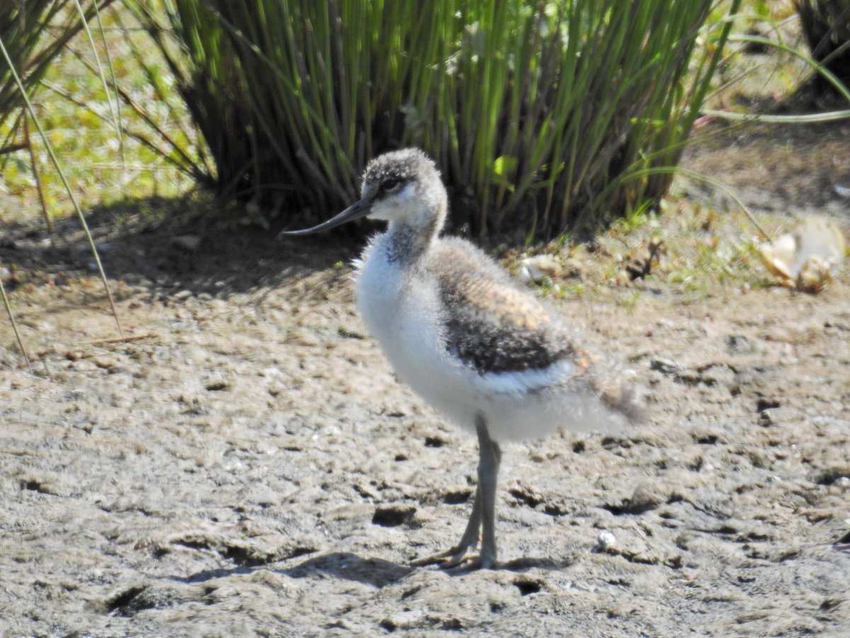 Nice morning @slimbridge_wild with @BirderGinger Lots of Warblers,2 Common Tern and a Greenshank from Zeiss and so many young Avocet.Nice to see @DotJones50 and the volunteers.