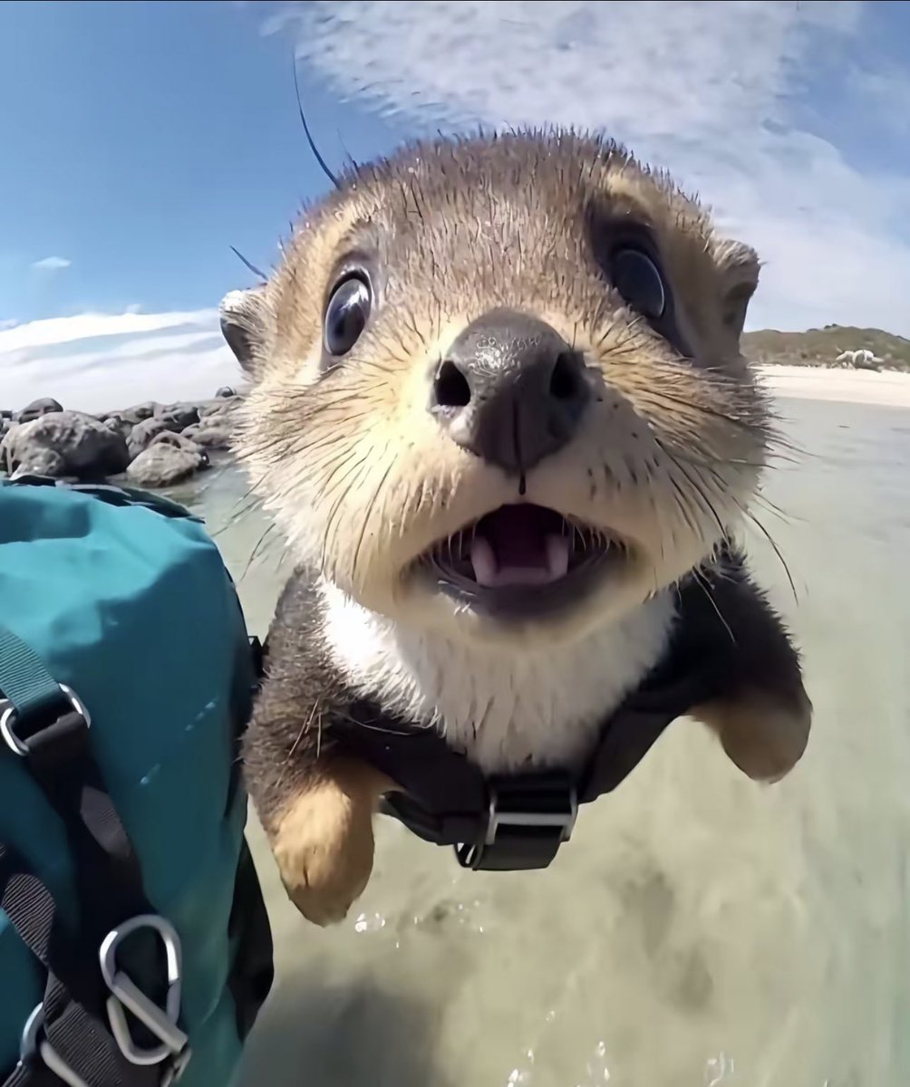 nndres's tweet photo. necesitáis ver estas fotos de una nutria con una go pro https://t.co/r5sElsWR1U
