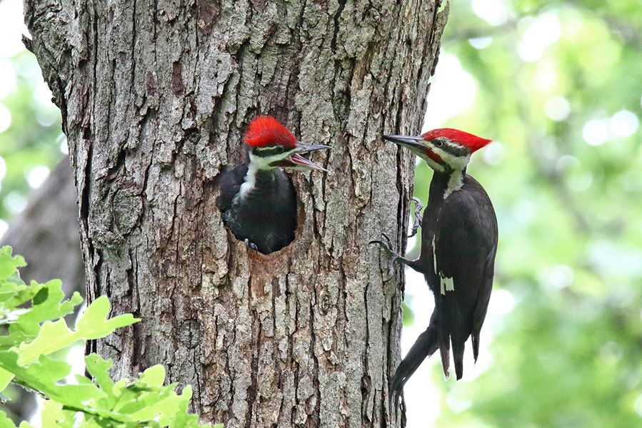 Have you seen this woodpecker?
✅ Pretty huge (19' tall, 29' wingspan)
✅ Head banging
✅ Noms on carpenter ants
✅ Nests in tree cavities
✅ Found in parts of the west, midwest and much of the eastern U.S.

You've spotted the pileated woodpecker! 🤩

📷 courtesy of Gordon Garcia