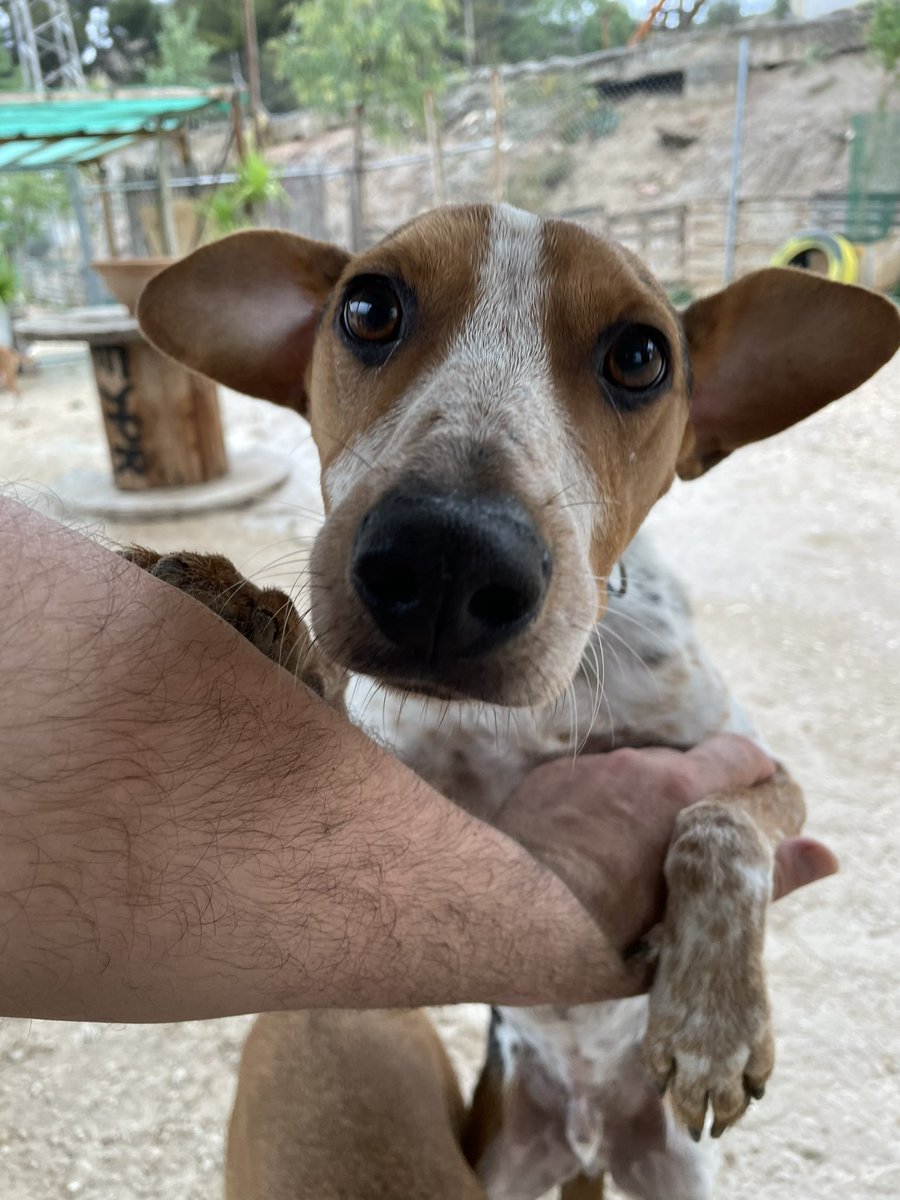 Sábado de reflexión!!!

“Y que he echo yo para que me abandonen y este viviendo en un refugio esperando ser adoptado y pueda vivir dignamente en un hogar”

( es lo que entendí con su mirada)