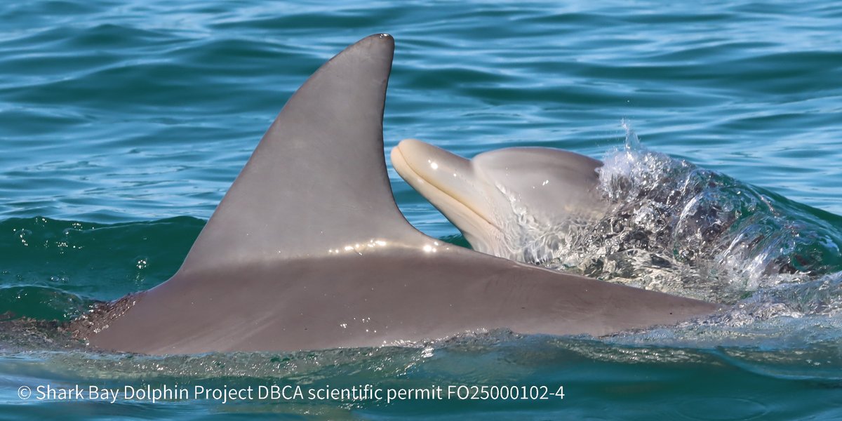 Shark Bay Dolphin Research Project tweet media