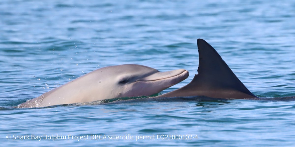 Shark Bay Dolphin Research Project tweet media