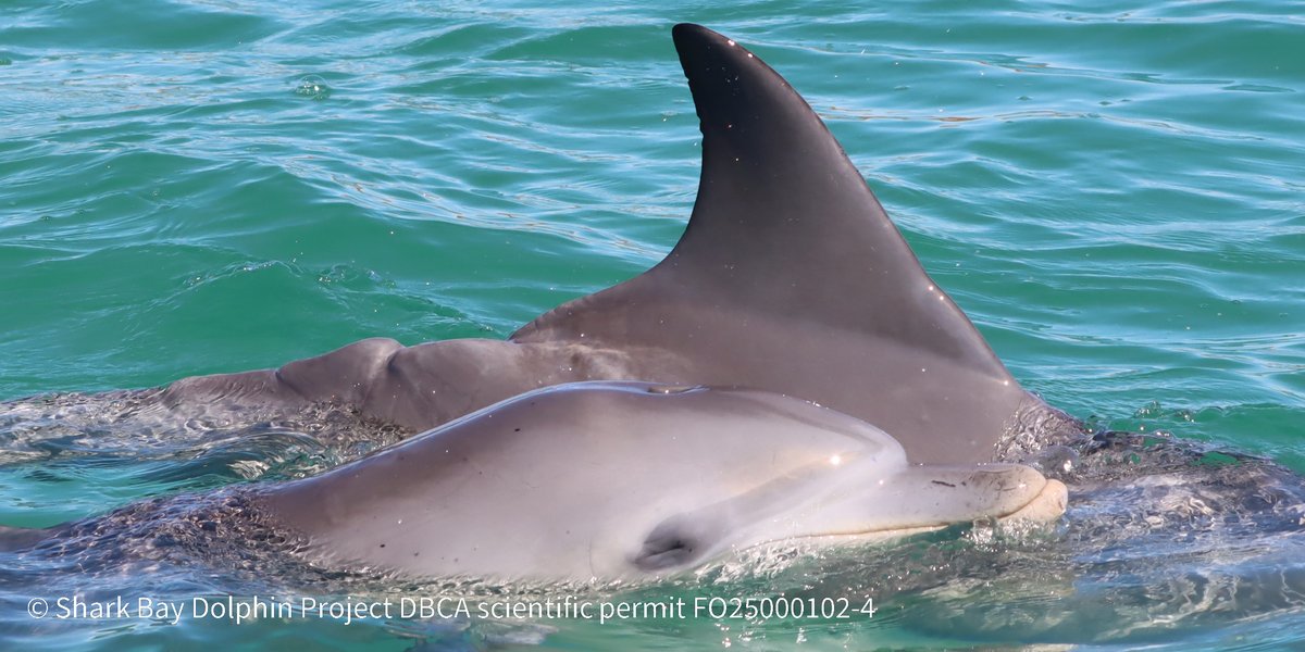 Shark Bay Dolphin Research Project tweet media