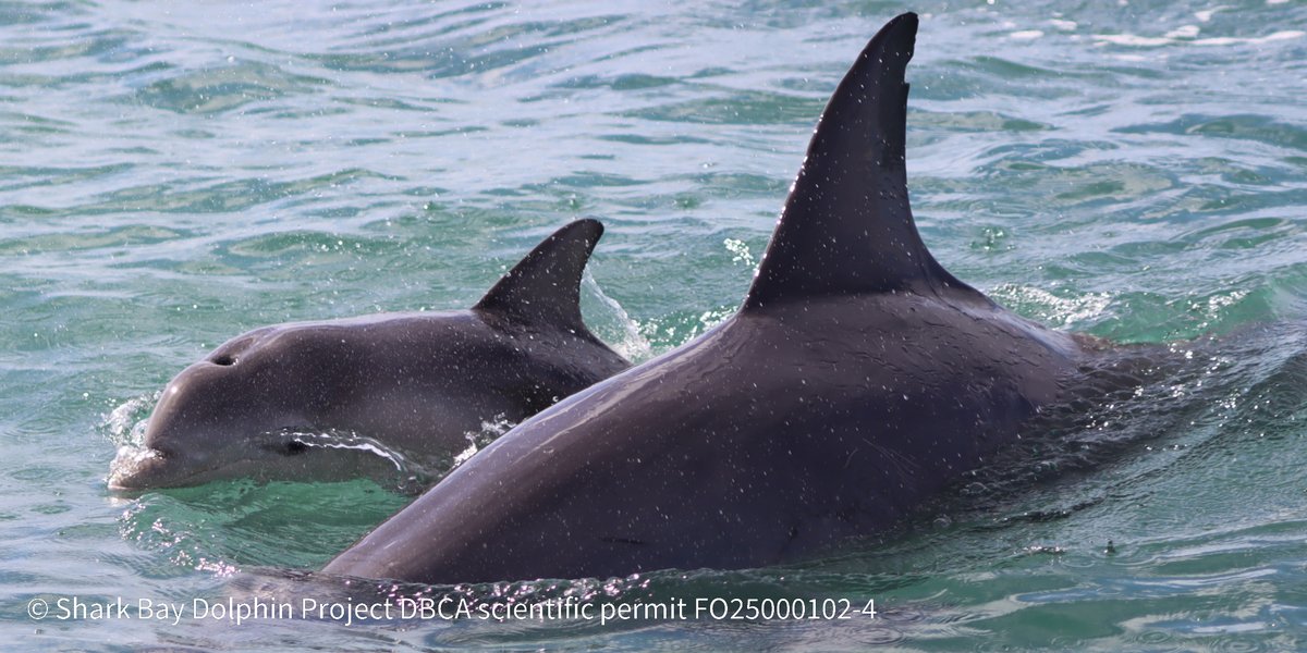 Shark Bay Dolphin Research Project tweet media
