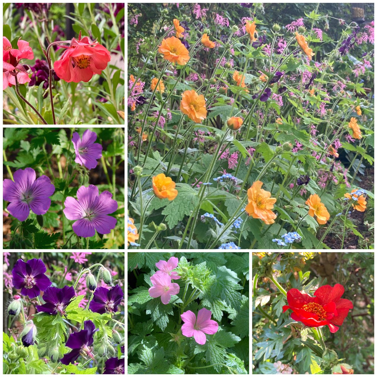 Geums and geraniums for #SixOnSaturday this week💚