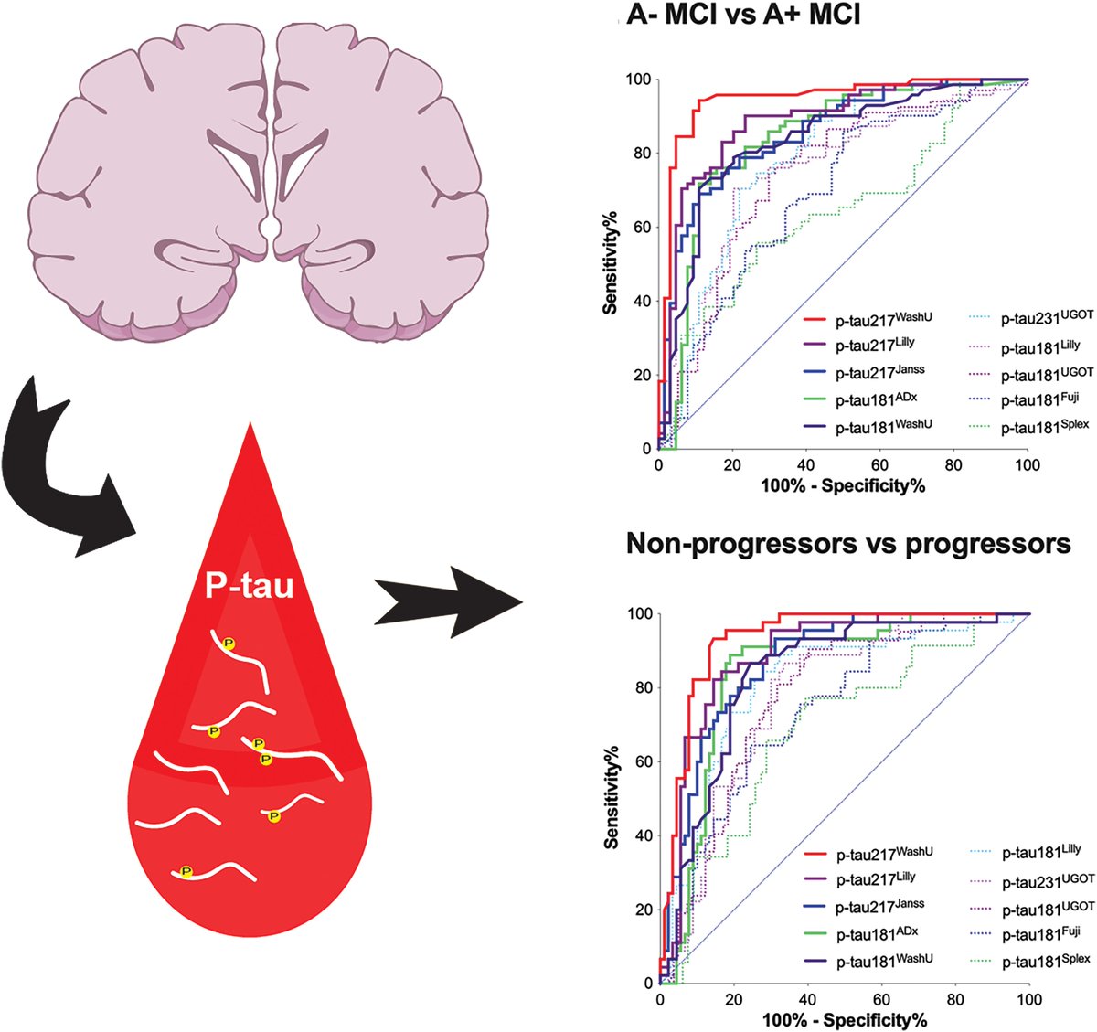 Brain1878's tweet photo. Janelidze et al. test 10 plasma phospho-tau assays head-to-head for their ability to detect abnormal brain amyloid-β status and predict future progression to Alzheimer's dementia in individuals with mild cognitive impairment. https://t.co/S3ubtpJkqB https://t.co/MXi3NJHGkJ