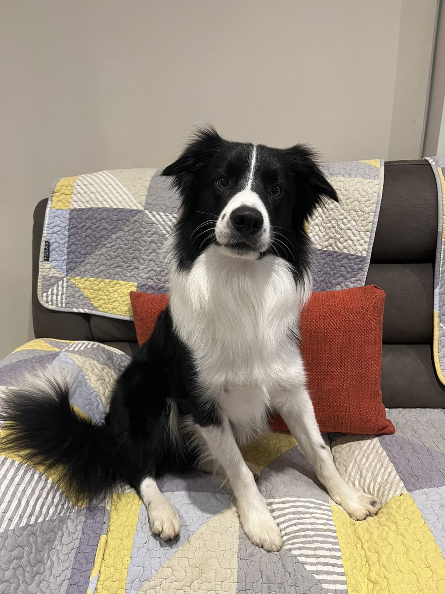 limary0214's tweet image. My dog Milo is missing near NORWEST NSW. If anybody sees, please contact me immediately. Highly appreciated!
#missingdog #Norwest #NSW #Sydney