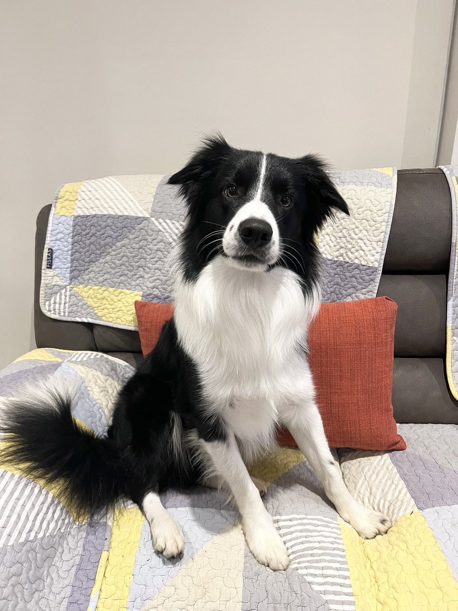 limary0214's tweet image. My dog Milo is missing near NORWEST NSW. If anybody sees, please contact me immediately. Highly appreciated!
#missingdog #Norwest #NSW #Sydney