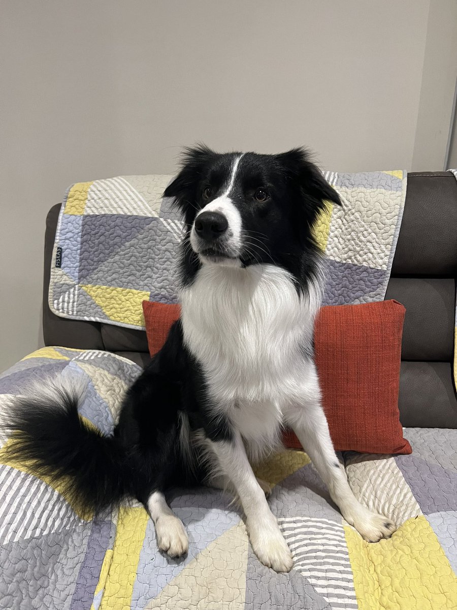 limary0214's tweet image. My dog Milo is missing near NORWEST NSW. If anybody sees, please contact me immediately. Highly appreciated!
#missingdog #Norwest #NSW #Sydney