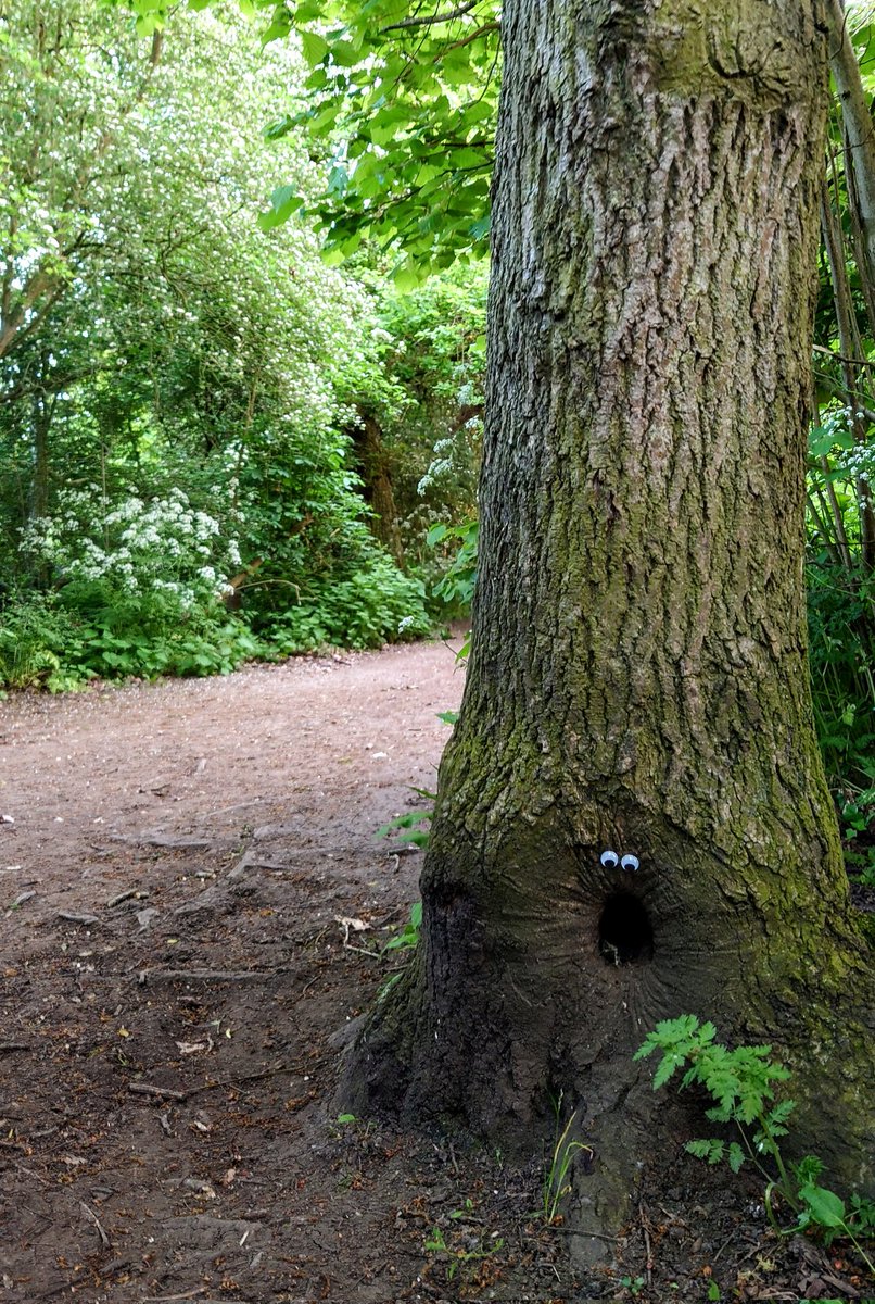 GM
#HappySaturday
Happy Weekend and all that jazz......

I went for a walk in the woods, as normal the trees are surprised to see me 🌳🌳👀🤣🤣🤣🤣

#googlyeyeschallenge #googlyeyes #googlyart #istickeyesonthings #googly
#EvolutionOfTheGoogly #artist #art #weelsbywoods