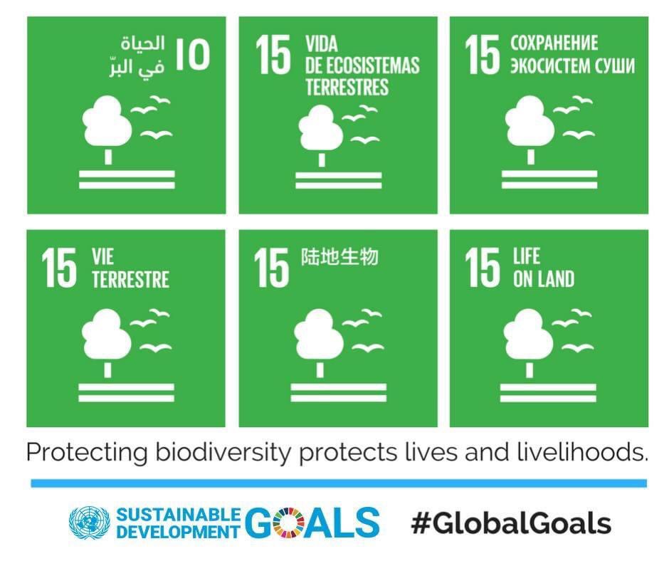 Goal 15 Life on Land is about:

🌲Sustainably managing forests 
🏜️ Combating desertification 
🪨 Reversing land degradation 
🐘 Halting biodiversity loss 

Learn more: sdgs.un.org/goals/goal15