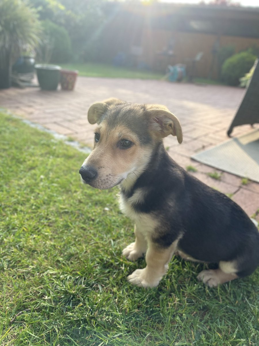 Das ist Franz. Er und seine Schwester Sissi wurden aus dem Welpenhandel gerettet und suchen jetzt ein liebevolles Zuhause. Franz ist 4 Monate alt und ist ein quirliger und lieber Zeitgenosse. Aktuell lebt er beim Hamburger Tierschutzverein in der Süderstraße. Bitte teilen!!!!