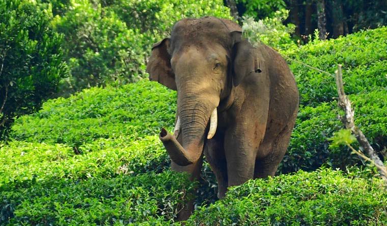 Please let him live with his family.
Save Arikomban @CMOKerala @CPIMKerala @KeralaTourism @KeralaGovernor @mkstalin @CMOTamilnadu @KanimozhiDMK @Udhaystalin @Manekagandhibjp #SaveArikomban #Arikomban #Elephant #Kerala #TamilNadu #SpreadWorld #India #RetweetPlease #Retweet