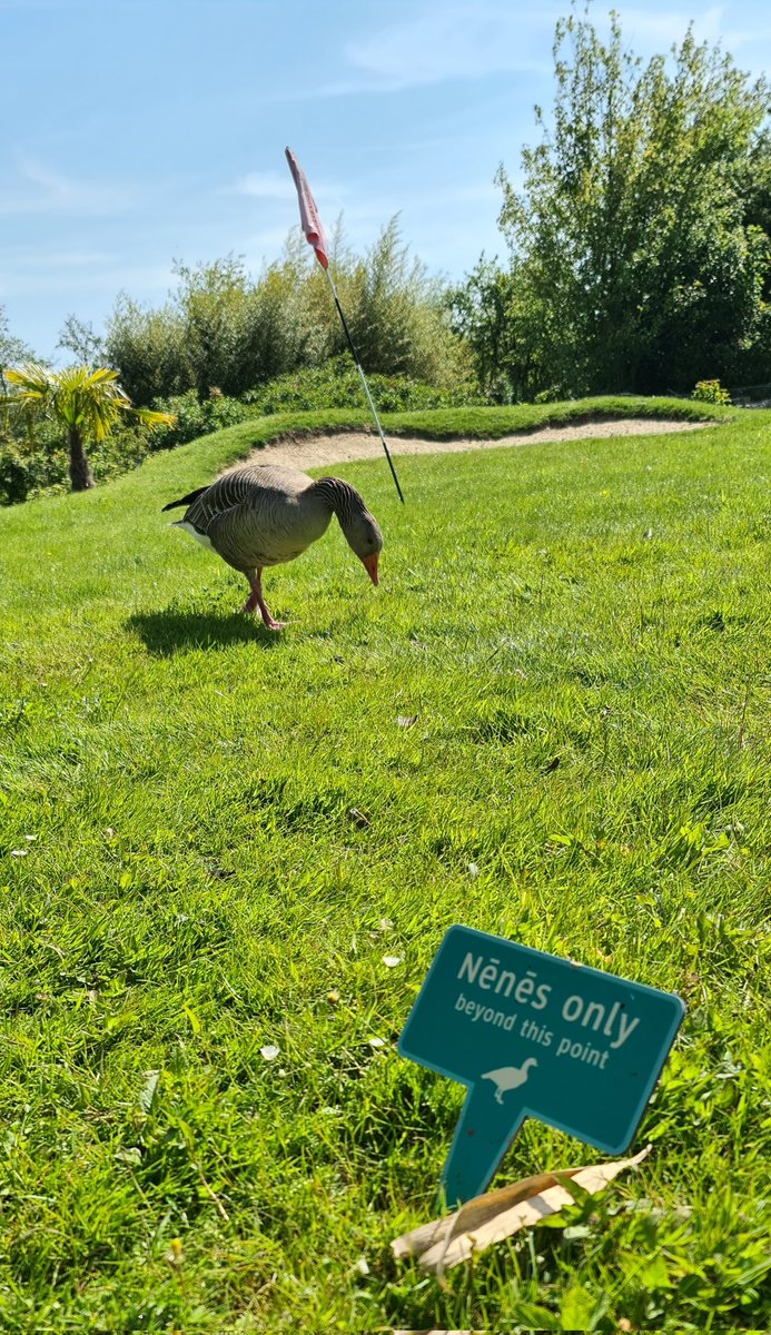 Erm <a href="/WWTSlimbridge/">WWT Slimbridge</a> you might want a word with this greylag!