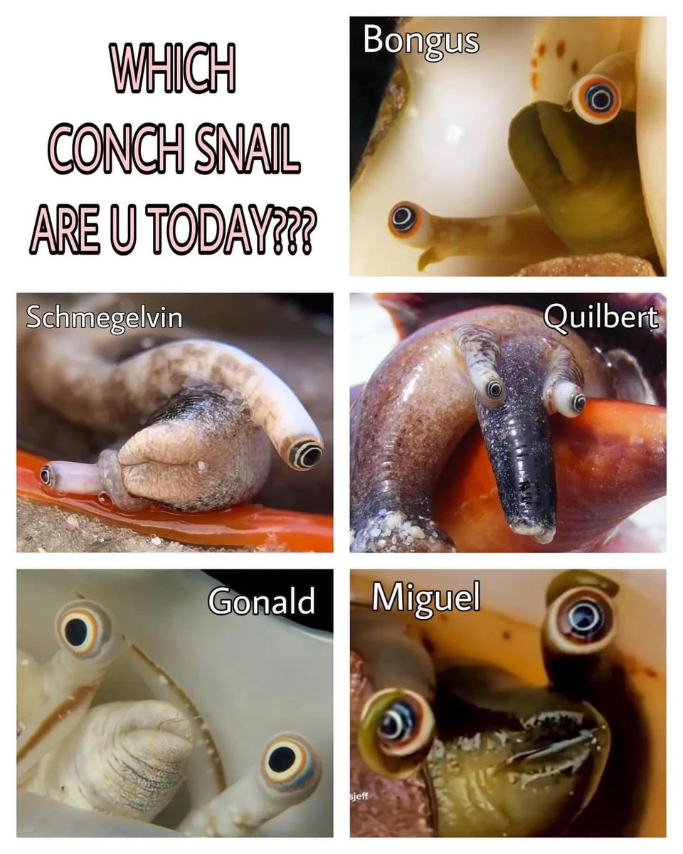 joemuggs's tweet photo. Tag urself I’m gonald https://t.co/G6AAHrCbmC