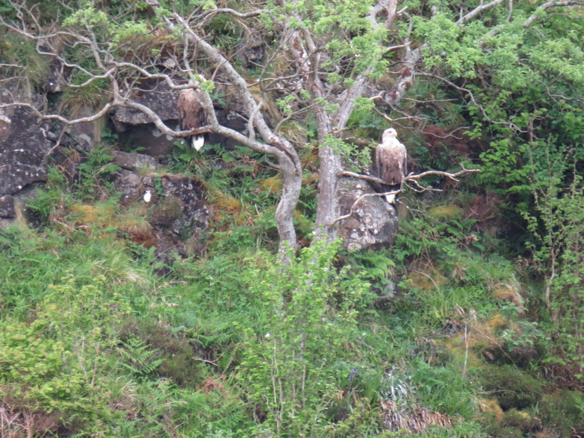 On leaving Mull & Argyll...
redmooncruises.co.uk #eagles #wildbirds #visitmullandiona