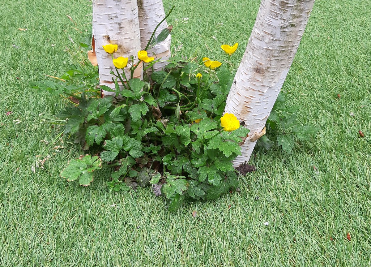 sahatkinson's tweet photo. Life finds a way...#banplasticgrass https://t.co/6rmrAOo9hW