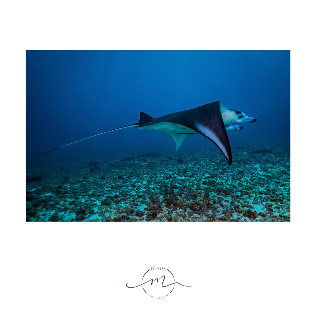 'Glide alongside majestic manta rays on a Majik Cruise, where extraordinary encounters with these graceful giants become unforgettable moments of wonder.' 
🌐 majikcruise.com
 
#majik #Majikcruise #manta #mantaray #underwaterpic #underwaterlife #underwaterlife