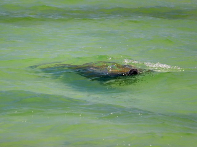 TownofFMB's tweet photo. Hope you are out enjoying Saturday!
Here are some beach pictures to light up your day.
Thanks for the pics, Bob from BASE!
#ILoveFMB
#FMBeach
#FMBeautiful
#SWFLife
##GulfLife
#EsteroIsland
#Shorebirds
#Manatees https://t.co/S34a2hh0h9