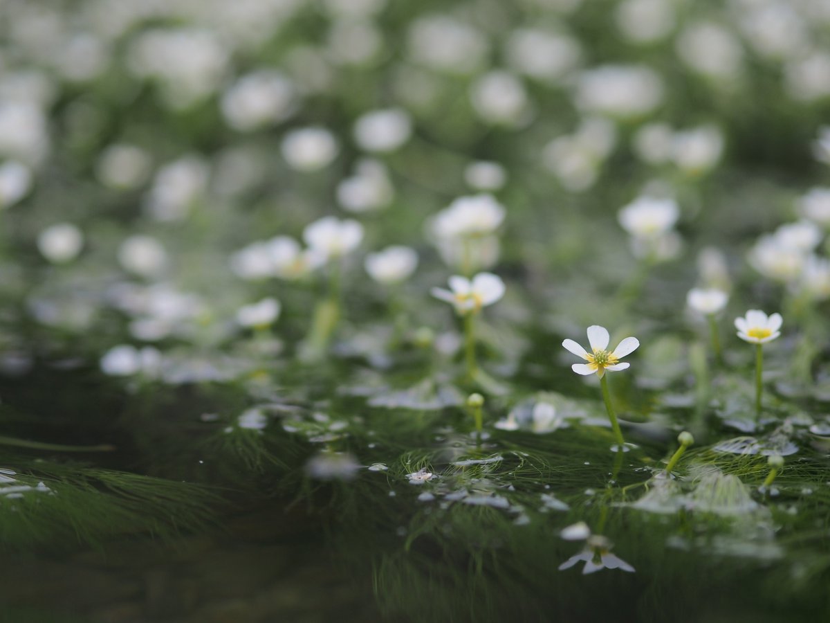 水面に揺れる可憐な梅花藻❀

#清水川

OLYMPUS PEN Lite E-PL6
M.ZUIKO DIGITAL ED 75mm F1.8