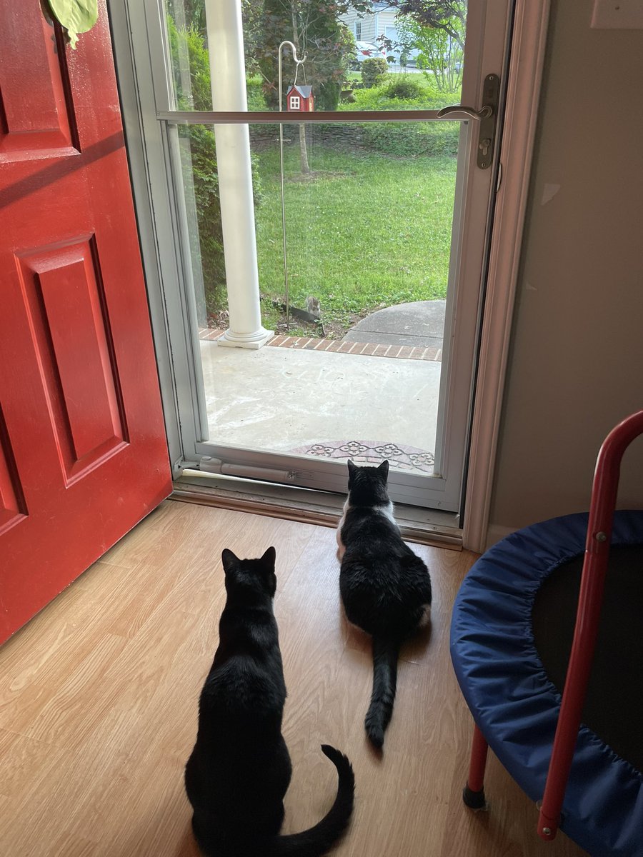 tuxedosiblings's tweet image. #Hedgewatch #CatsOfTwitter #Caturday