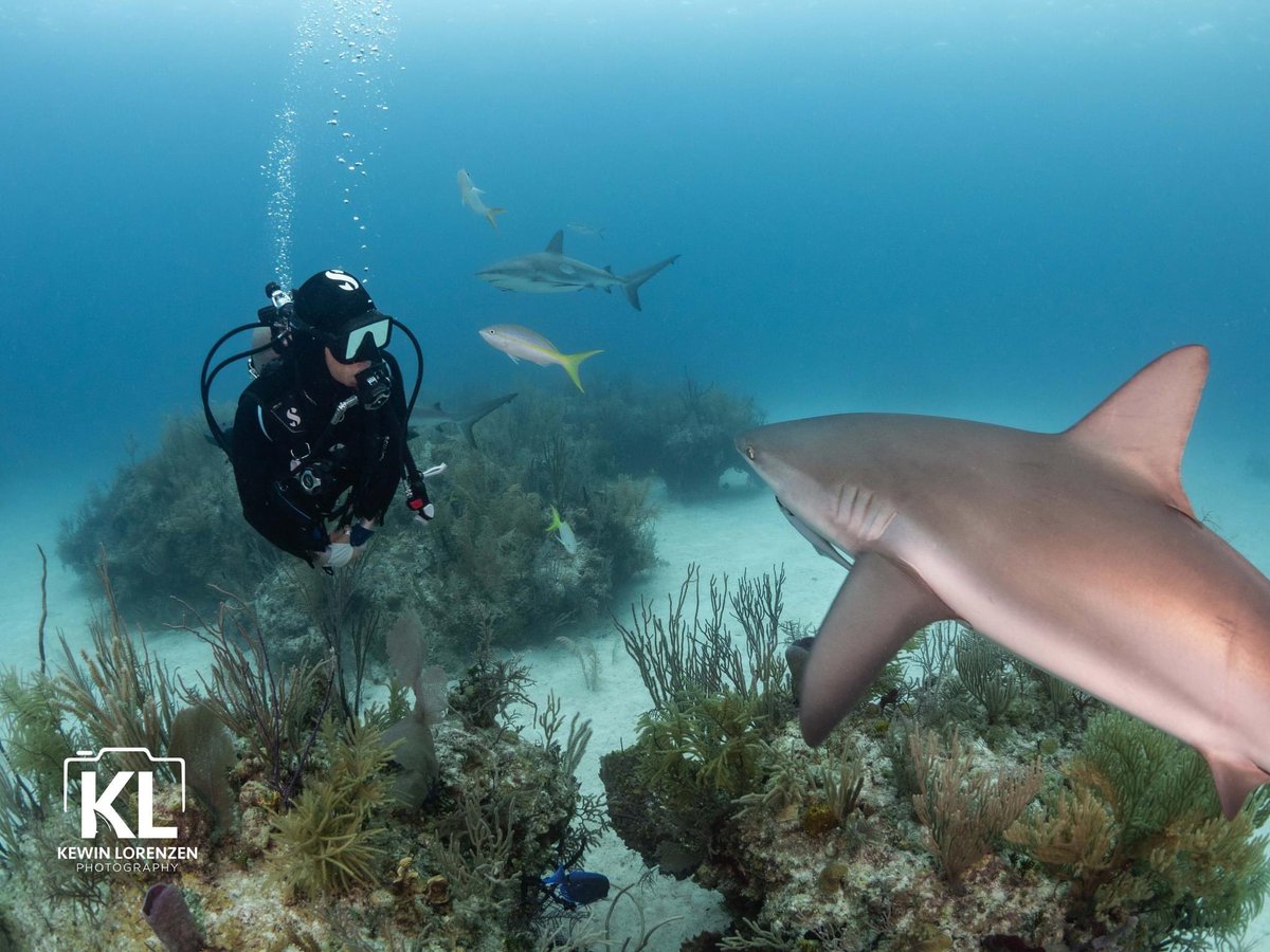 I don’t always wear the chainsuit. 
Read more about the suit and the purpose here
👉 m.facebook.com/story.php?stor…

Image by Kewin Lorenzen during a recent dive with our amazing girls at Shark Junction, Grand Bahama Island