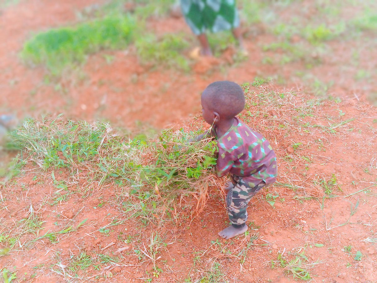 NtDavid5's tweet photo. #umuganda 🎯

Aha ni #Bugesera-mbuganzeri village.
 #umugandasuwabakuze

@BugeseraDistr , @bugeserayouth https://t.co/pKGU6oKjfg