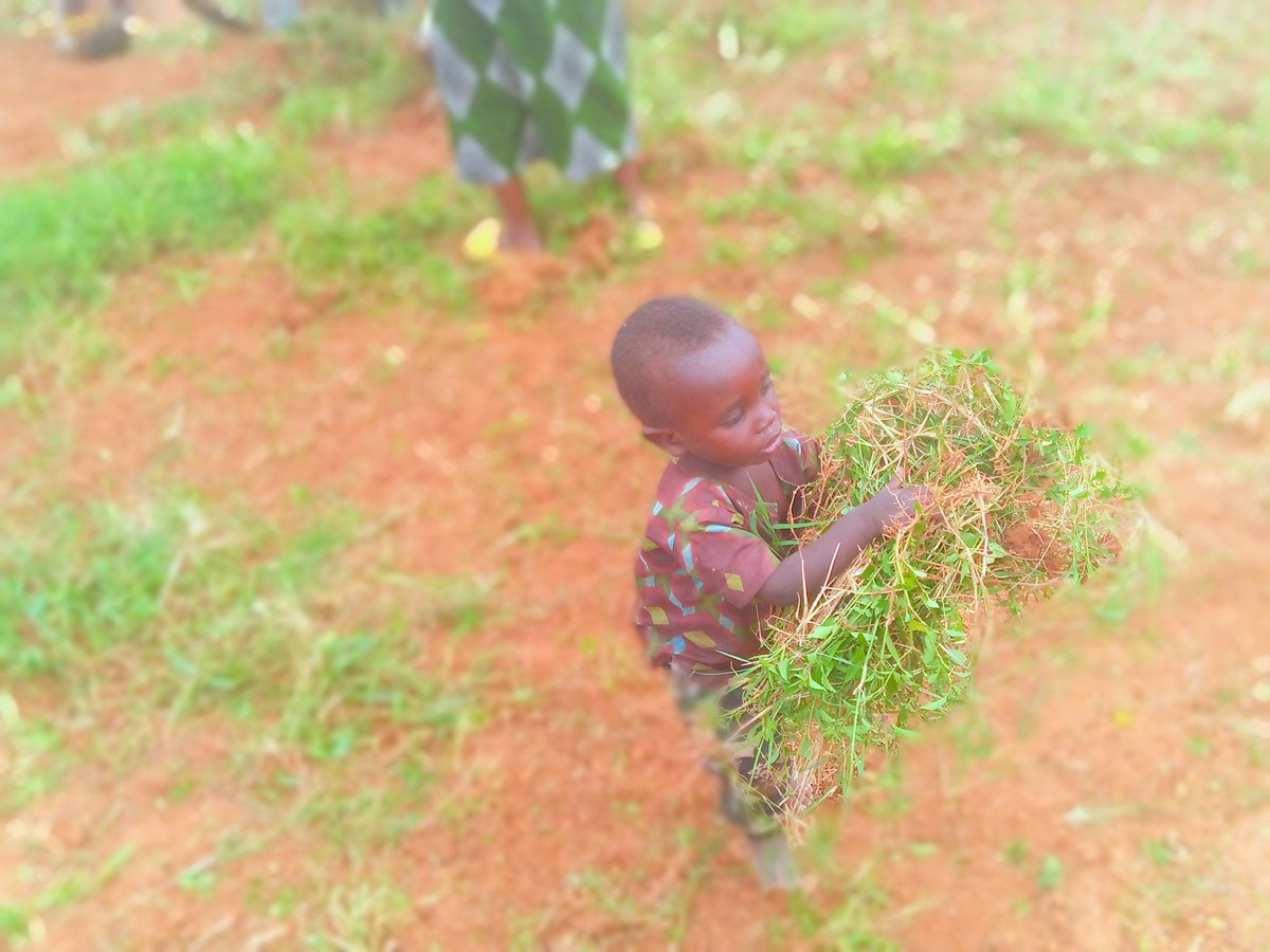 NtDavid5's tweet photo. #umuganda 🎯

Aha ni #Bugesera-mbuganzeri village.
 #umugandasuwabakuze

@BugeseraDistr , @bugeserayouth https://t.co/pKGU6oKjfg