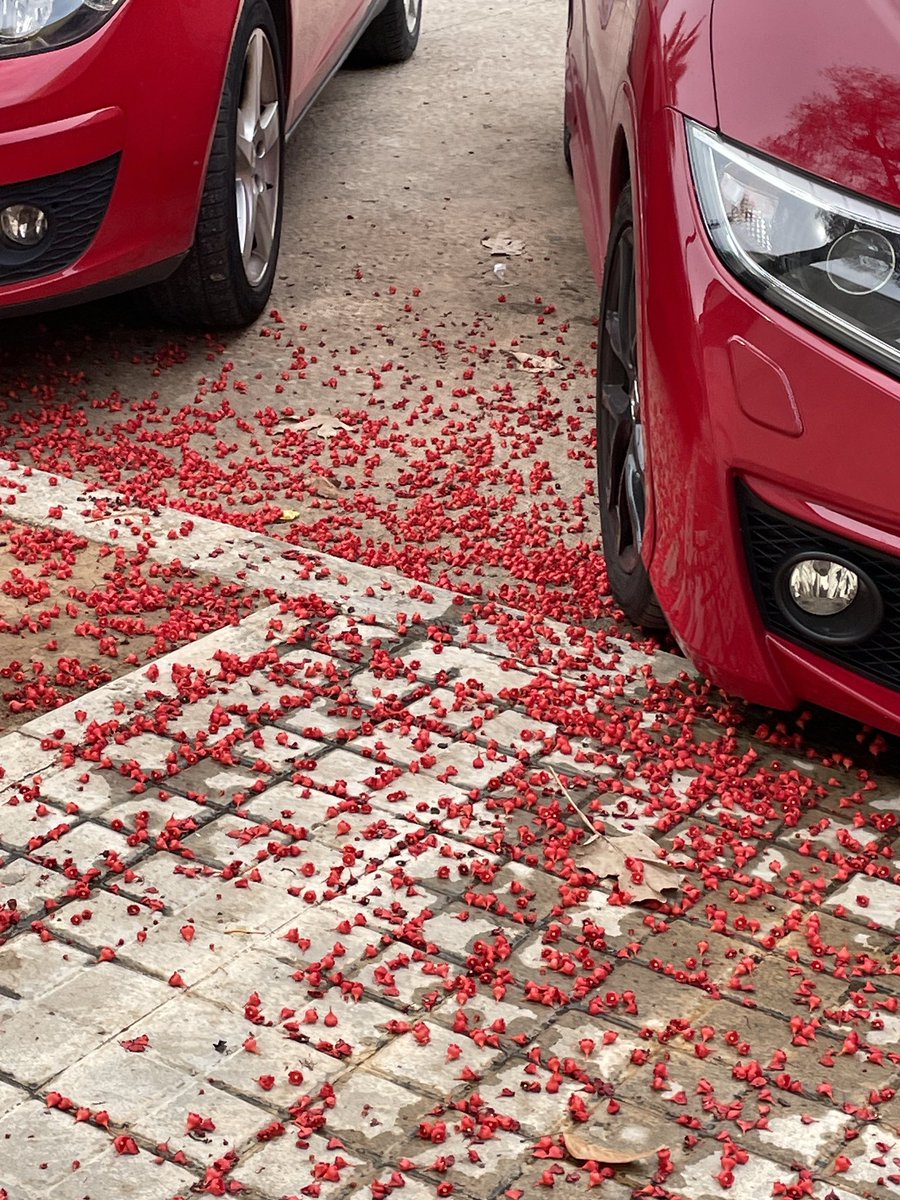 No sé si estos coches eran rojos antes o después de que el aguacero del árbol les cayera encima.