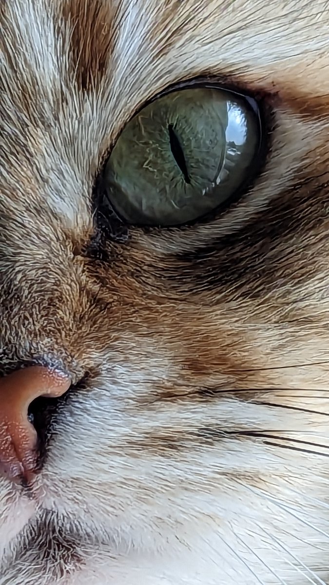 Extreme Cat Close-Up! (Saturday edition). Here's my cat Pea...
#CatsOfTwitter 
#SiberianForest