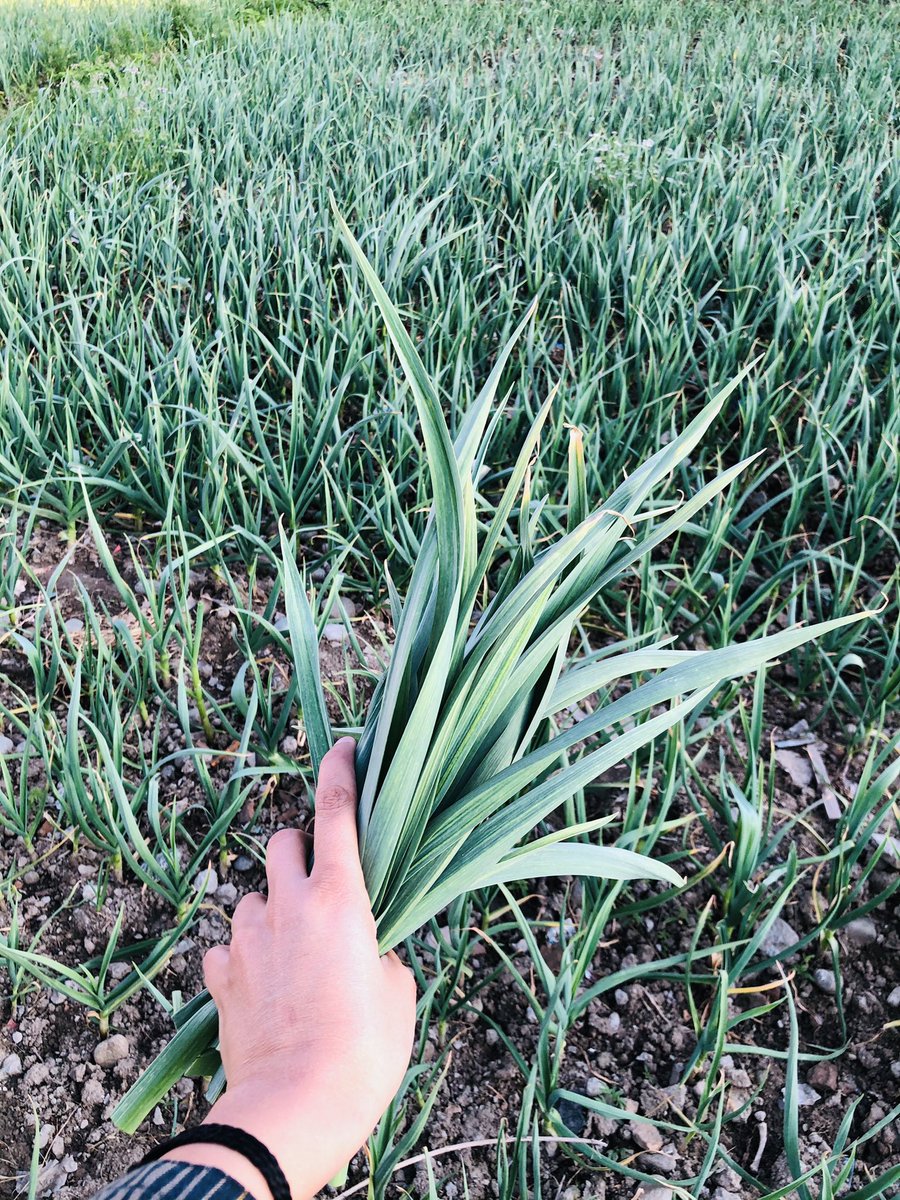 kee2489's tweet image. مجھے میرے گاؤں کی سادگی کمال لگتی ہے❤️

#VillageVibes