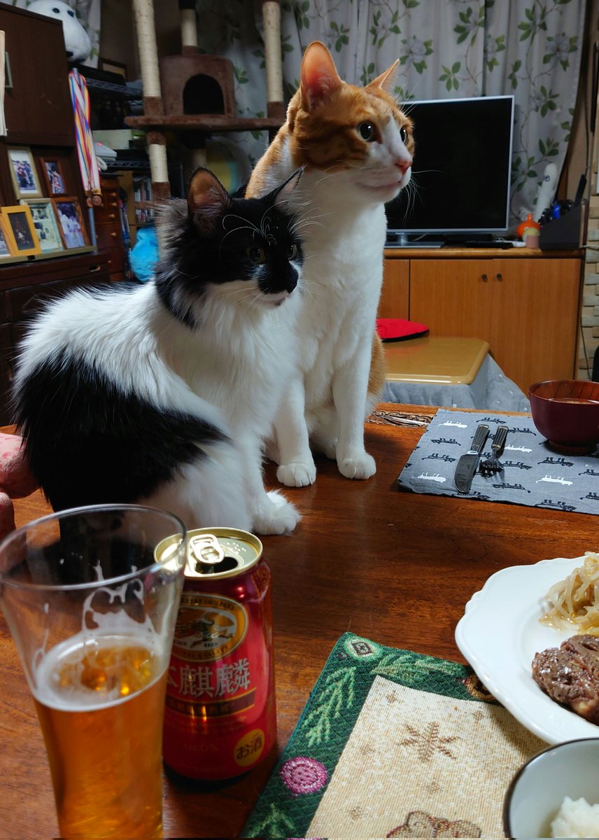 【もうすぐ美味しいものが出てくるにゃ２】
ねこ達が小さい頃「テーブルに上がっちゃダメですよ」と躾けていました。・・いつからだろう、食事の時当たり前のようにテーブルの上に整列するようになったのは🥲
#mnc_cats
