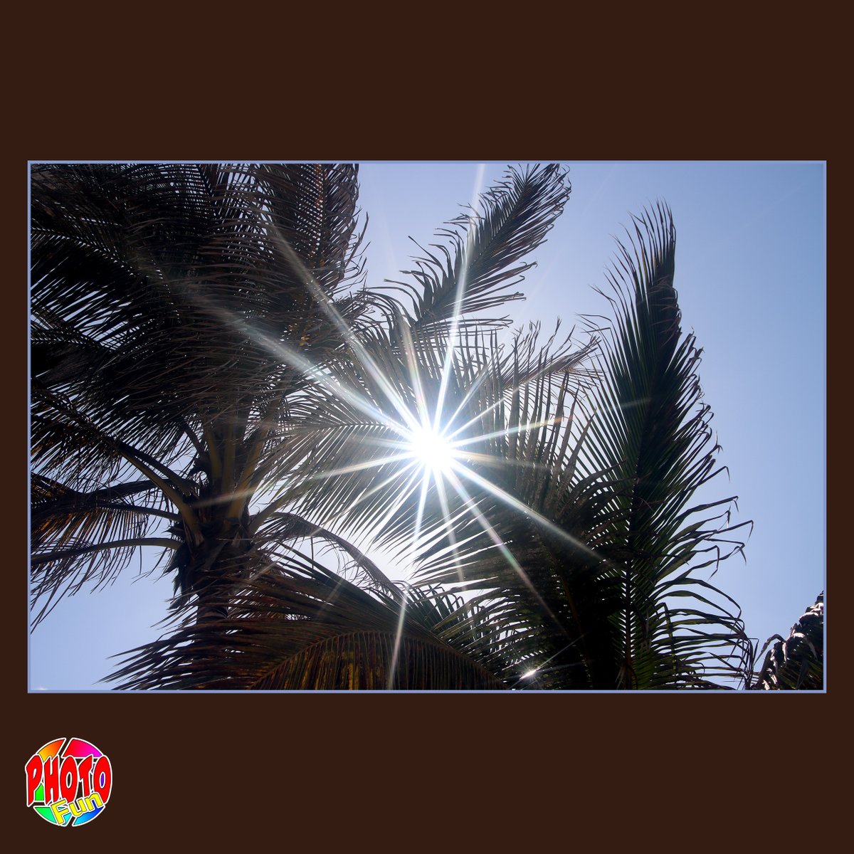 Canon EOS 90D Stars in Palm Trees #cokin #cokinfilters #055 #stars #canon #eos90d #canoneos90d #palm #palmtrees #sun #filterphotography #digitalphotography #photography #photofun #grancanaria