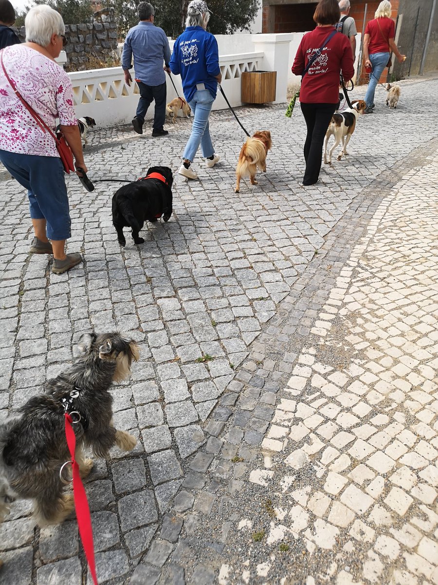 Good morning friends.
I've been to my first ever dog walkathon! 
Met a lot of friends and had a great time! 😀

#SchnauzerGang #dogsoftwitter #walkathon #friends #WeekendVibes