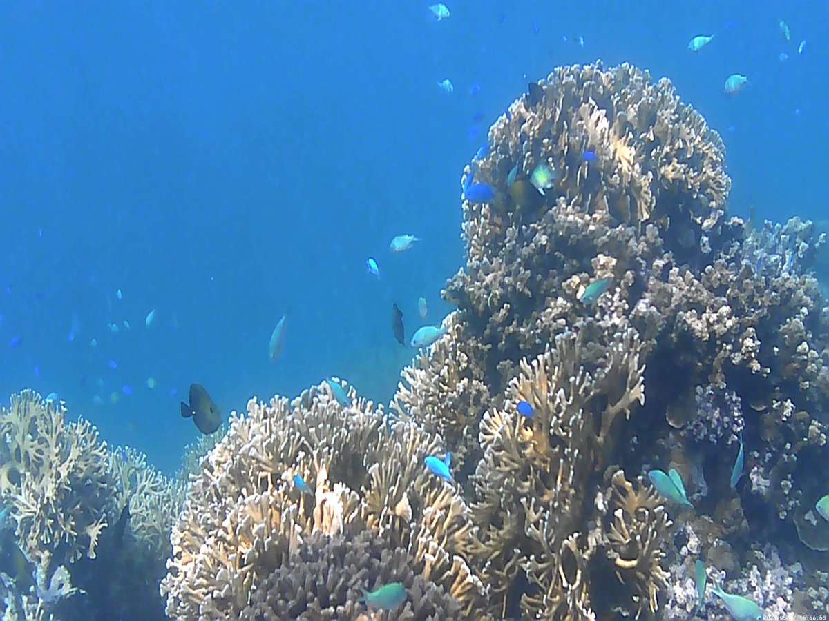 giulioenrico's tweet image. #Pohnpei #Micronesia #FSM #SandIsland