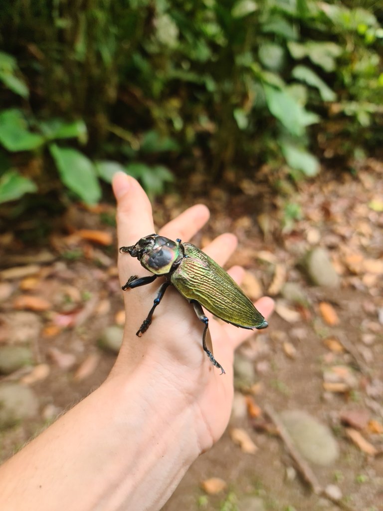 My new best friend🪲💚Euchroma giganteum, aka the Metallic Wood Boring Beetle, is a species of beetle in the family Buprestidae, the only species in the genus ''Euchroma''. This beautiful beetle usually measures between 5 to 8 cm in length, the largest of their type.