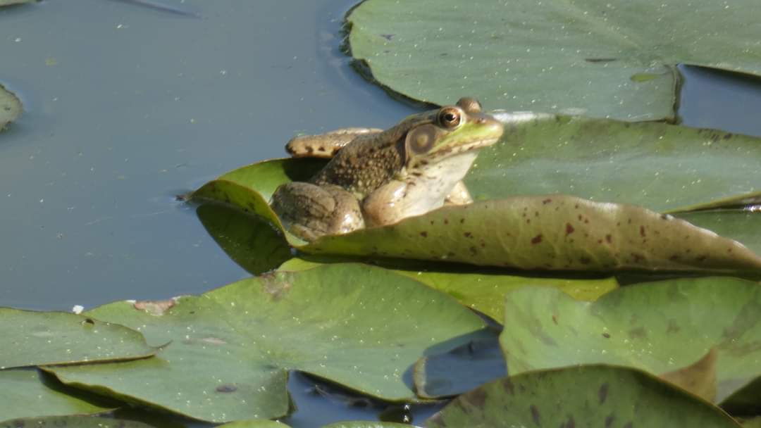 RebeccaJBlackw1's tweet photo. @DailyPicTheme2 #0asis for frogs https://t.co/aFFe96ecvY