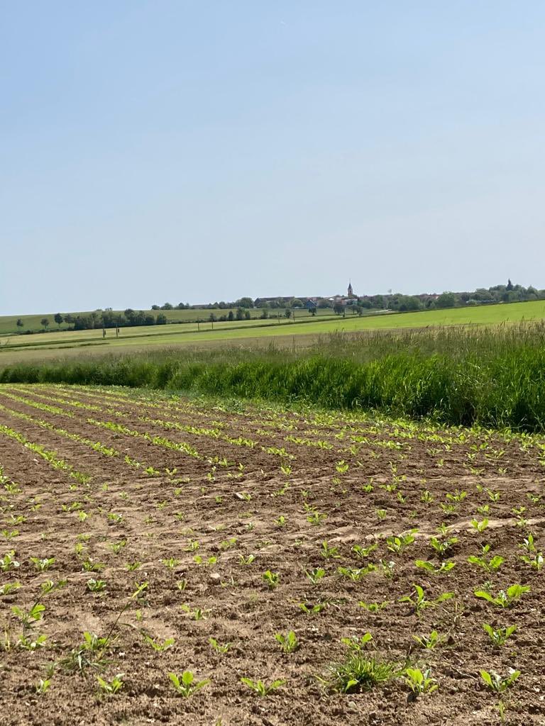 Zuckerrüben in Franken 2023 #wirsindzucker <a href="/zuckerverbaende/">Zuckerverbände</a> <a href="/SouthGermanBeet/">fz</a> <a href="/Bauern_Verband/">Deutscher Bauernverband e.V.</a>