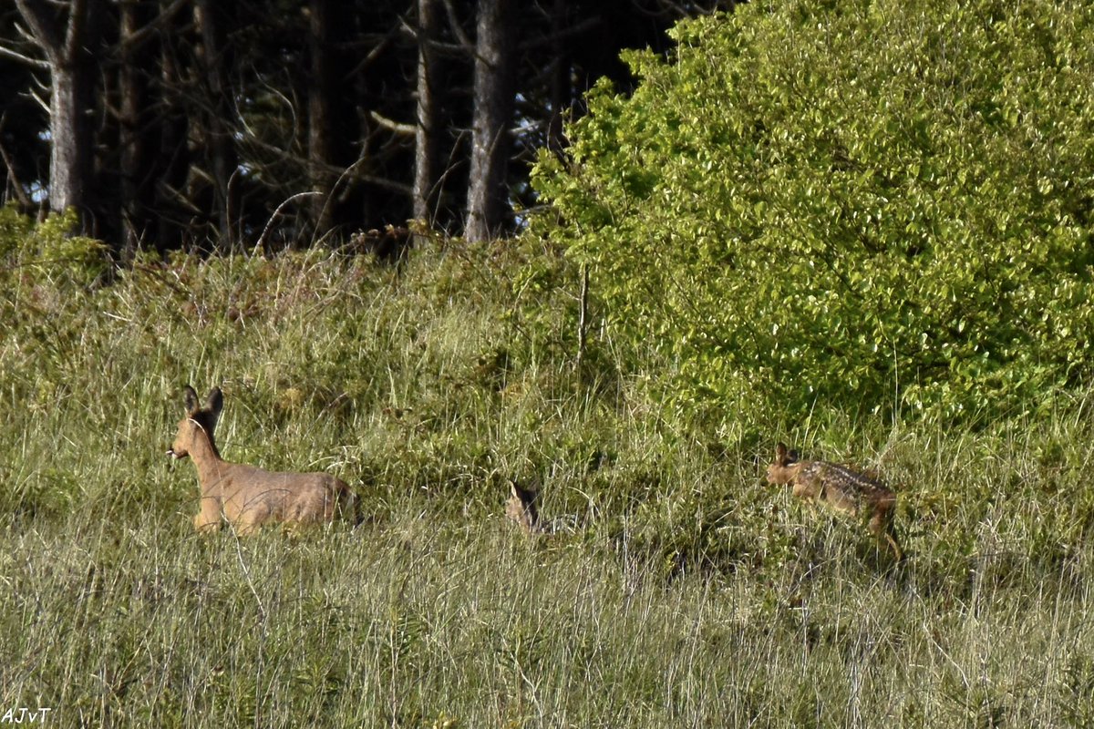 ArieJanVT's tweet photo. Vanmorgen een prachtige @eco_safari_ts #terschelling #reewild https://t.co/XPxk2kDcPz